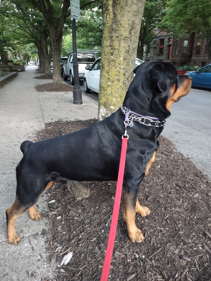 A black and tan Rottweiler-type dog on a pink lead standing on a tree-lined city pavement during a walk