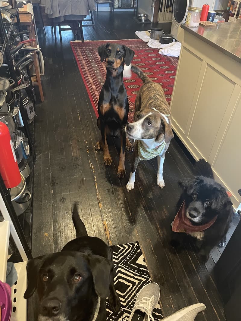 Four dogs of different breeds sitting and lying together on a rug indoors