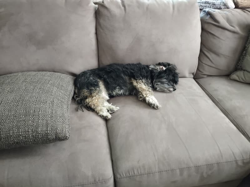 A small grey and white scruffy terrier-type dog stretched out asleep on a pale grey sofa