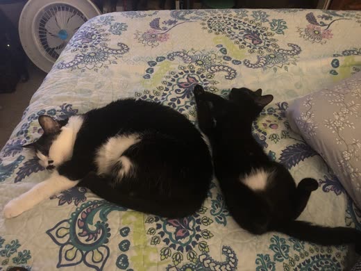 A black-and-white cat and a black kitten curled up asleep together on a patterned bedspread