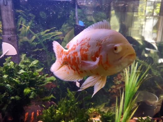 A large orange and white oscar fish swimming in a planted home aquarium