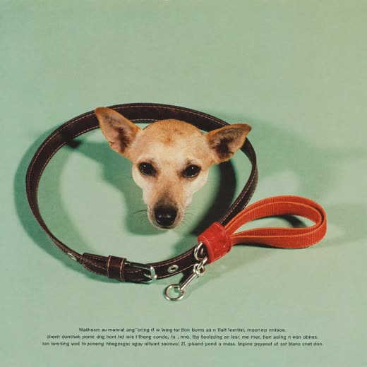 A dog wearing a collar with its lead ready for a walk