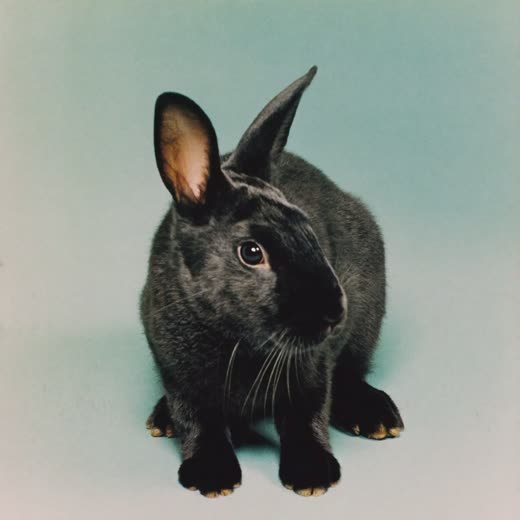 A small rabbit sitting calmly